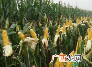 四月份的玉米能吃吗？四月份有玉米吗？