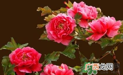 四月份去哪里旅游比较好?四月份最适合旅游的地方