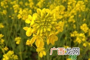 四月份去哪里旅游比较好?四月份最适合旅游的地方