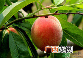 五月份有桃子吗？5月份有桃子吗？