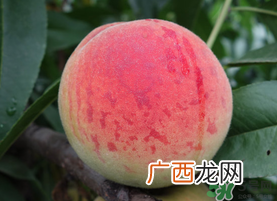 五月份有桃子吗？5月份有桃子吗？