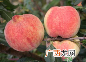五月份有桃子吗？5月份有桃子吗？