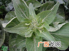 谷雨种什么菜？谷雨前后种什么蔬菜？