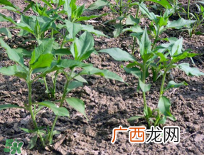 谷雨种什么菜？谷雨前后种什么蔬菜？