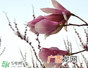 谷雨是什么季节？谷雨是春天还是夏天？