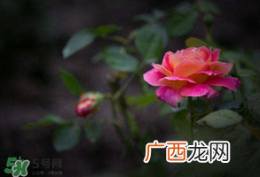 谷雨是什么季节？谷雨是春天还是夏天？