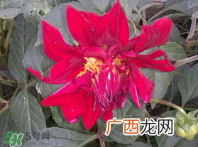 五月份什么花开？五月份开什么花？