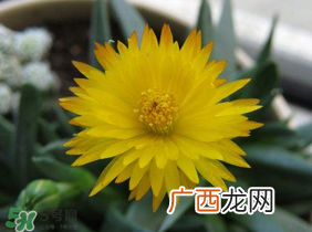 五月份什么花开？五月份开什么花？