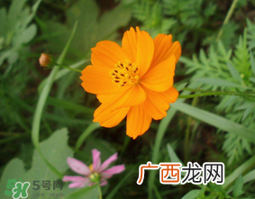 五月份什么花开？五月份开什么花？
