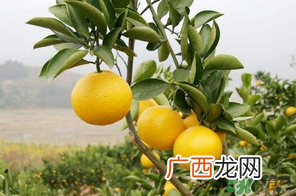 四月份有柚子吗?四月份还能吃柚子吗?