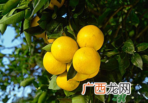 四月份有柚子吗?四月份还能吃柚子吗?