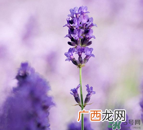 4月份有薰衣草吗？四月份薰衣草开了吗？