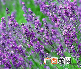 4月份有薰衣草吗？四月份薰衣草开了吗？