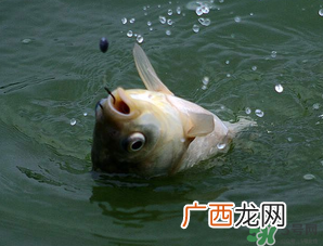 四月份能钓鱼吗？四月份钓什么鱼？