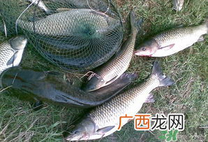 四月份能钓鱼吗？四月份钓什么鱼？