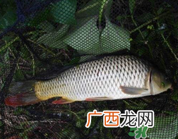 四月份可以钓鲤鱼吗？四月份怎么钓鲤鱼？