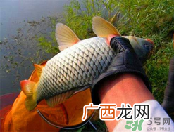四月份可以钓鲤鱼吗？四月份怎么钓鲤鱼？