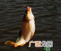 四月份可以钓鲤鱼吗？四月份怎么钓鲤鱼？