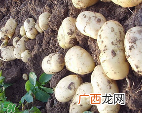 四月份可以种土豆吗？4月份可以种土豆吗？
