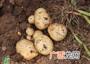 四月份可以种土豆吗？4月份可以种土豆吗？