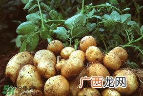 四月份可以种土豆吗？4月份可以种土豆吗？