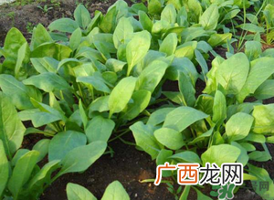 4月份可以种菠菜吗？菠菜几月份种？