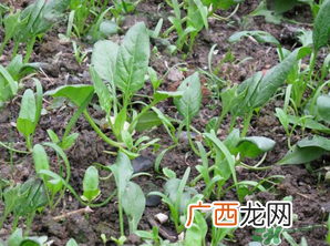 4月份可以种菠菜吗？菠菜几月份种？