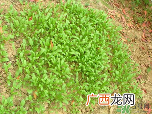 4月份可以种菠菜吗？菠菜几月份种？