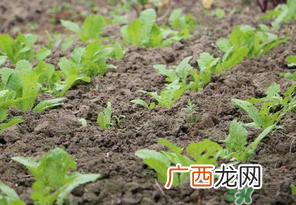 四月份可以种萝卜吗？4月份可以种萝卜吗？