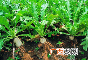 四月份可以种萝卜吗？4月份可以种萝卜吗？