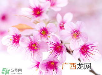 五月份还有樱花吗？日本5月份还有樱花吗？