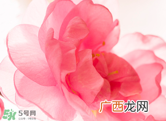 五月份还有樱花吗？日本5月份还有樱花吗？