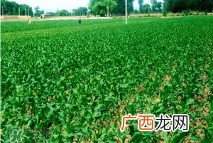 五月份种什么蔬菜？5月份适合种什么蔬菜？