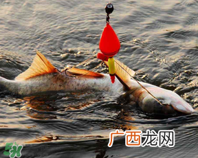 4月份能钓鲢鱼吗？四月份能钓鲢鱼吗？