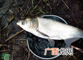 4月份能钓鲢鱼吗？四月份能钓鲢鱼吗？