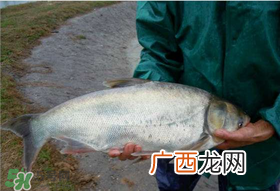 4月份能钓鲢鱼吗？四月份能钓鲢鱼吗？