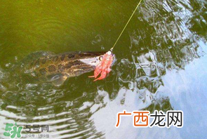 四月份能路亚黑鱼吗？路亚黑鱼什么时间最好？