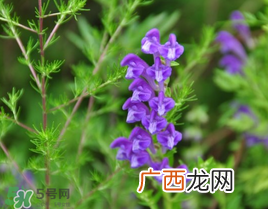 春天能吃丹参吗？丹参什么人不能吃？