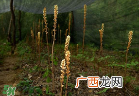 春天能吃天麻吗？春天可以吃天麻吗？