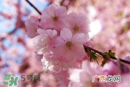春分是春天的开始吗？春分是春天来的意思吗？