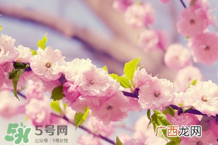 春分是春天的开始吗？春分是春天来的意思吗？