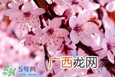 春分是春天的开始吗？春分是春天来的意思吗？