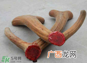 ?春天可以吃鹿茸吗？鹿茸什么季节吃最合适？