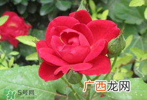 春天可以种玫瑰吗？春天适合种玫瑰吗？