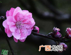 四月份还有桃花吗？桃花几月份开？