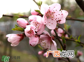 四月份还有桃花吗？桃花几月份开？