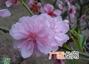 四月份还有桃花吗？桃花几月份开？