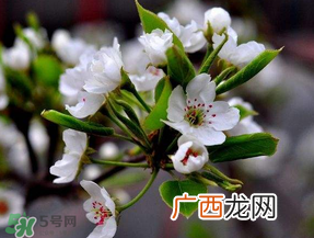 四月份开什么花？四月份什么花开？
