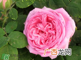 四月份开什么花？四月份什么花开？
