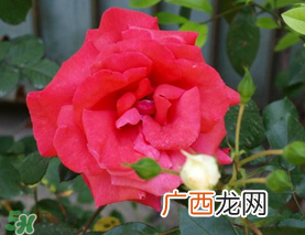 四月份开什么花？四月份什么花开？